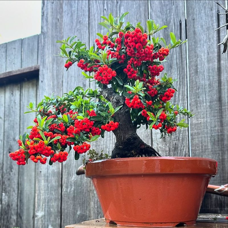 Pyracantha