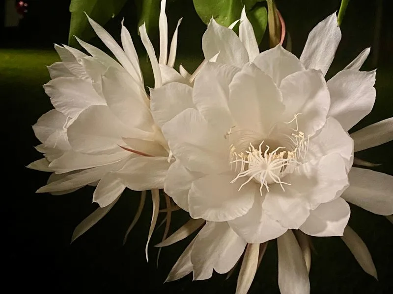 Queen of the Night