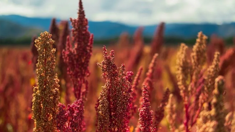Quinoa