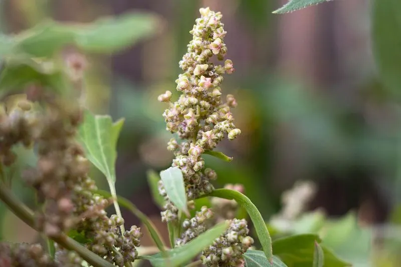 Quinoa