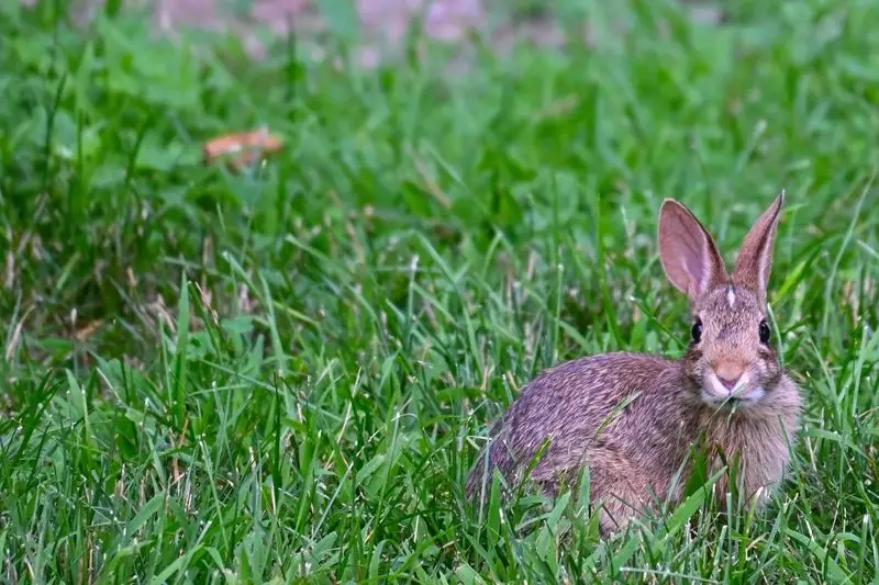 Rabbits