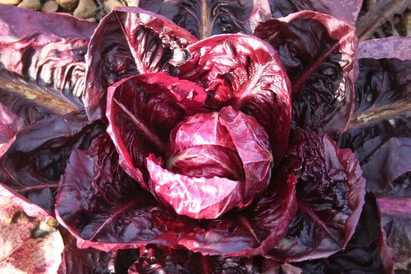Radicchio