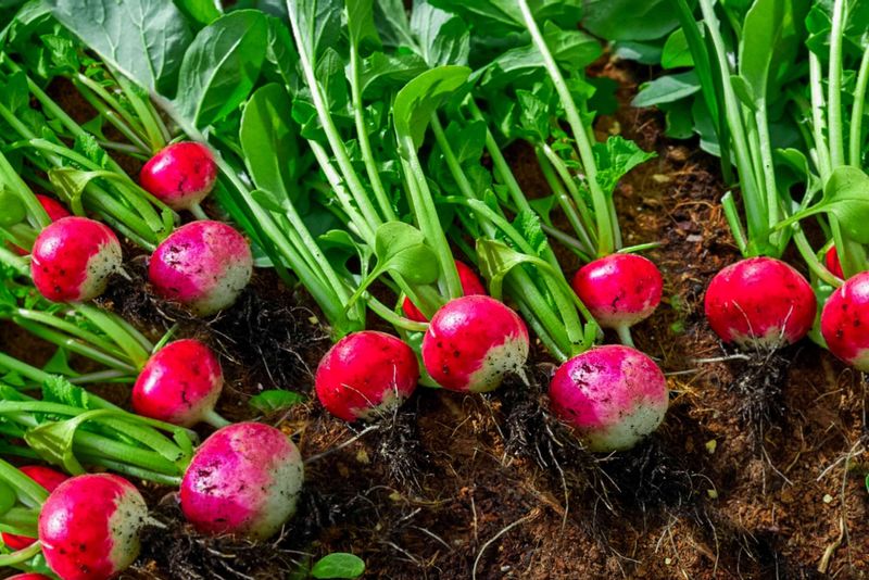 Radishes