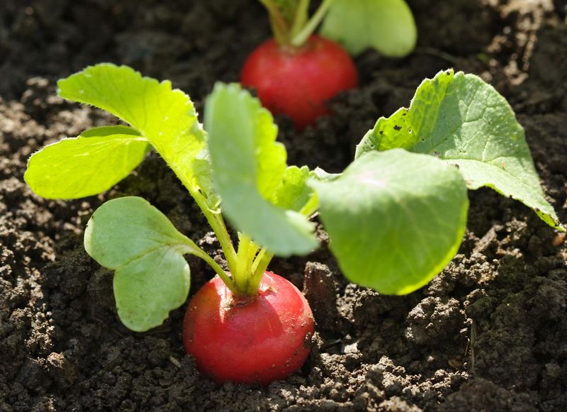 Radishes