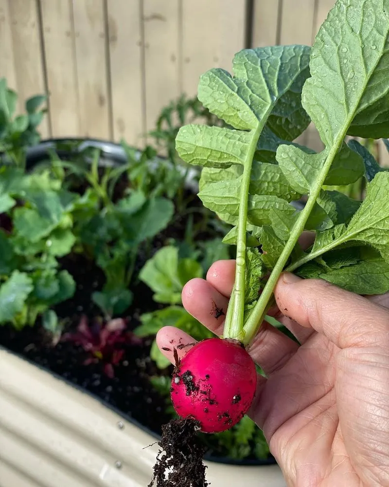 Radishes