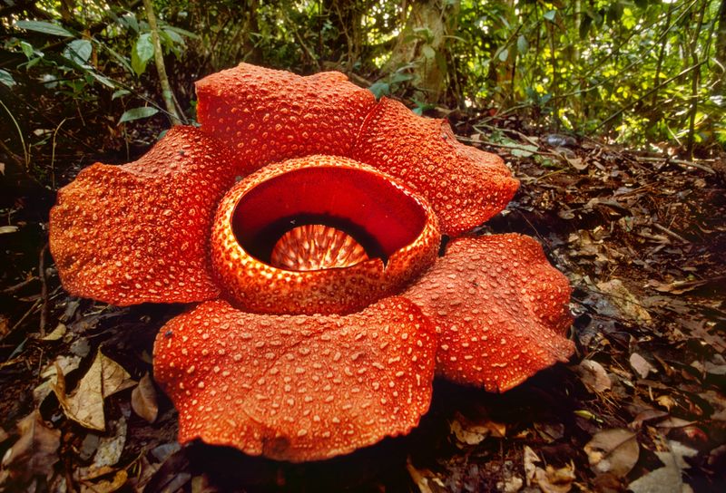 Rafflesia arnoldii