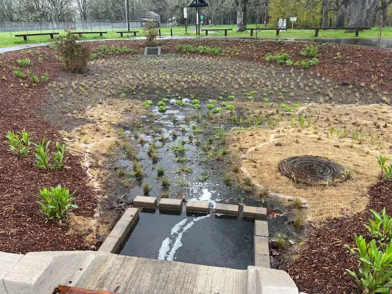 Rain Garden