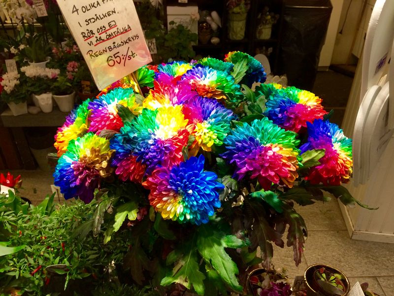 Rainbow Chrysanthemum