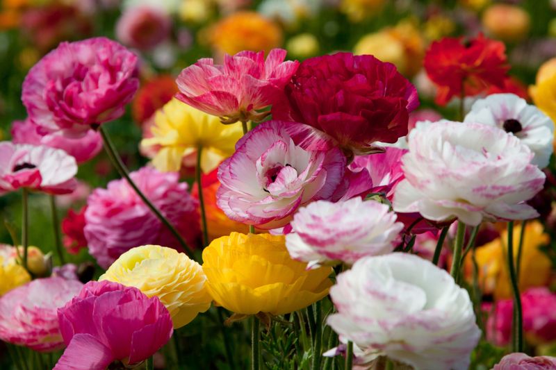 Ranunculus