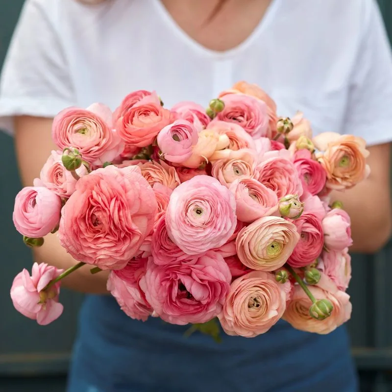 Ranunculus