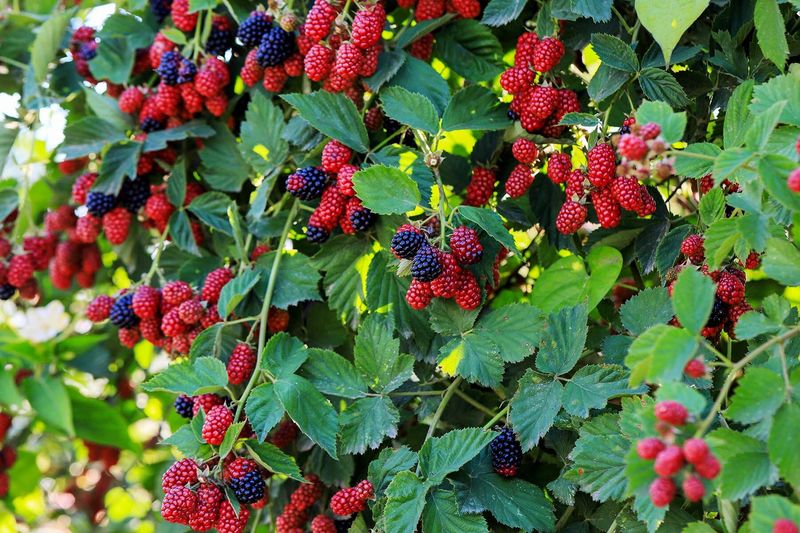 Raspberries