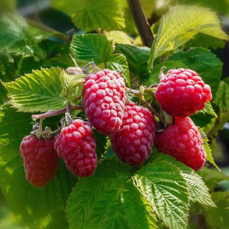 Raspberries