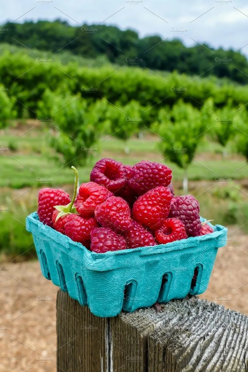 Raspberries