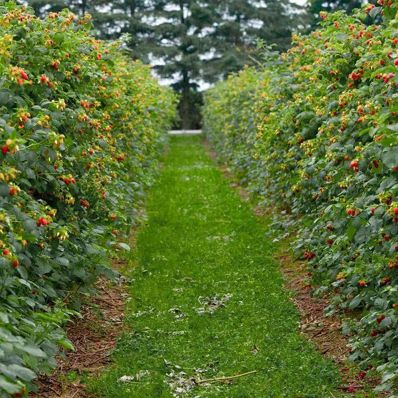 Raspberry Canes