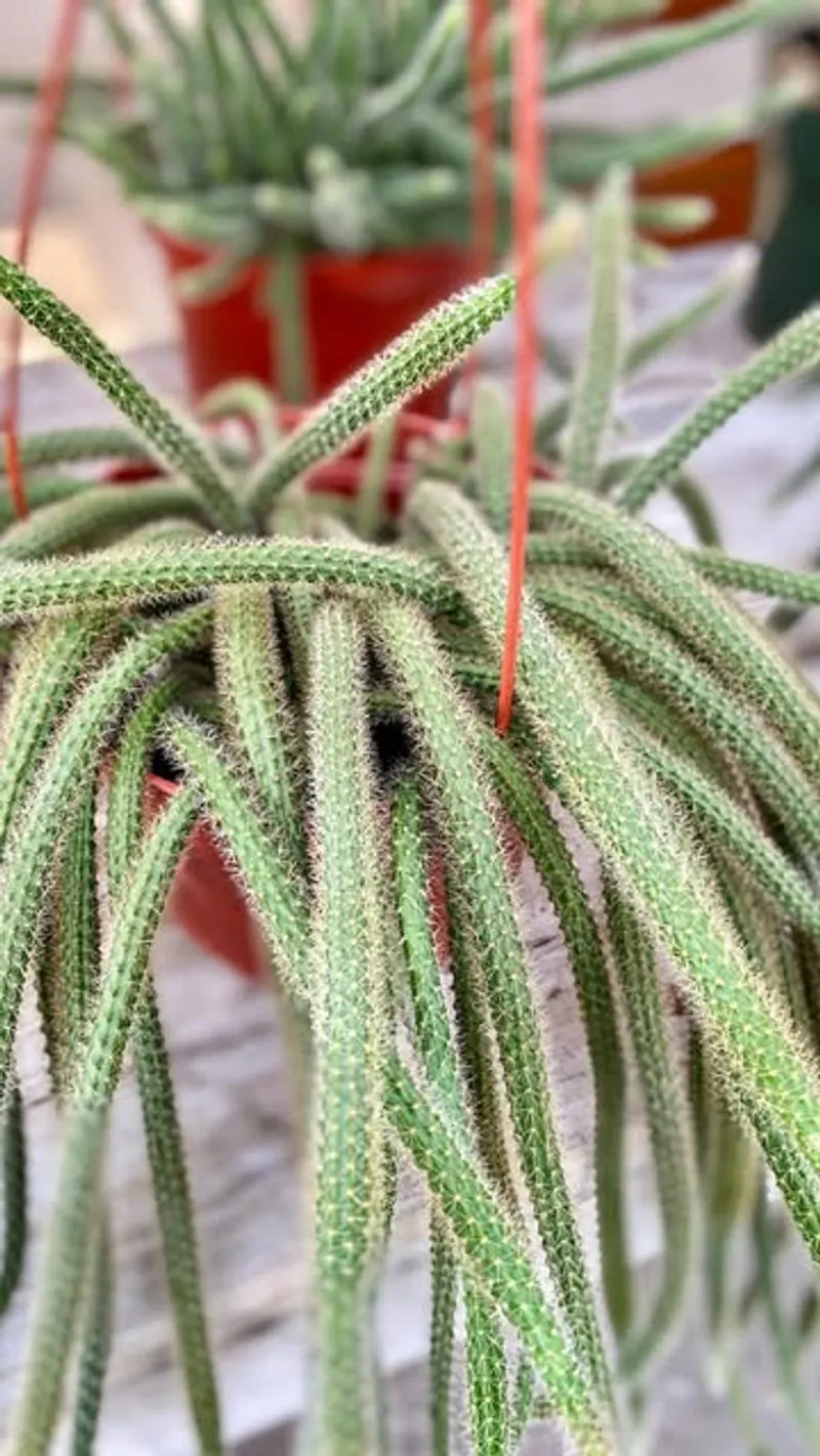 Rat Tail Cactus