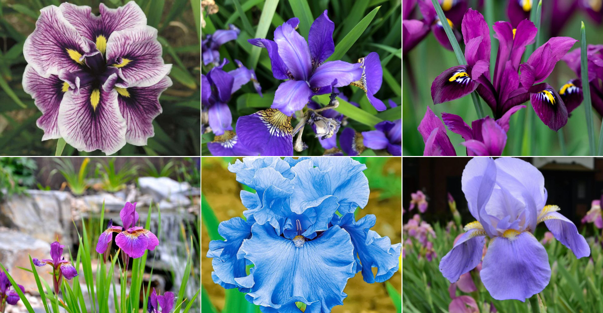 Reasons Beardless Irises Are a Must-Have for Your Backyard Garden