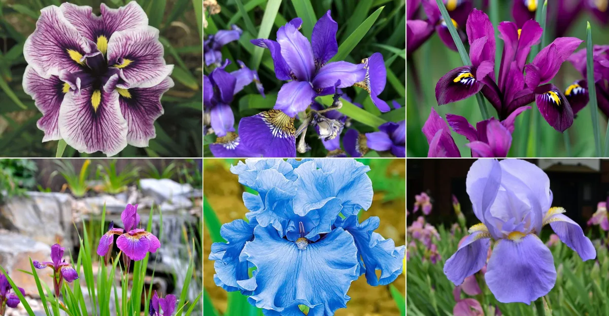 Reasons Beardless Irises Are a Must-Have for Your Backyard Garden