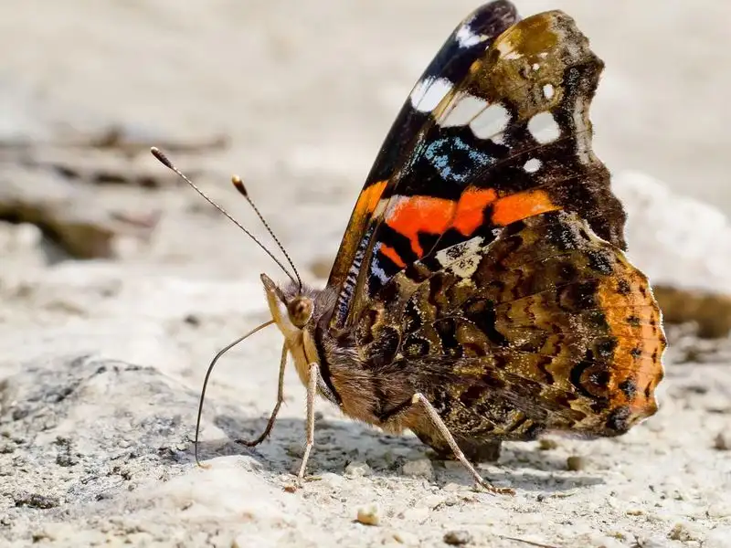 Red Admiral