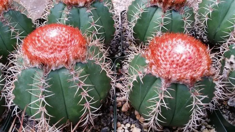 Red Cap Cactus