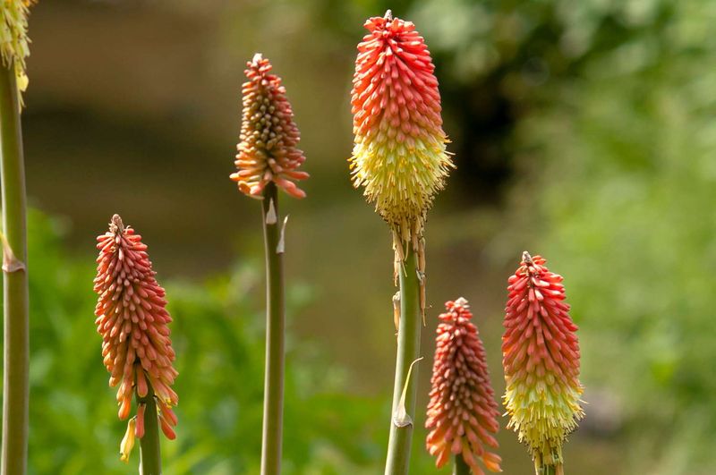 Red Hot Poker