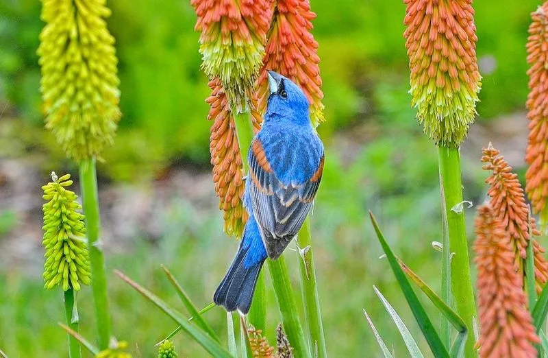 Red Hot Poker (Kniphofia)