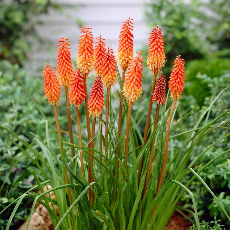 Red Hot Poker