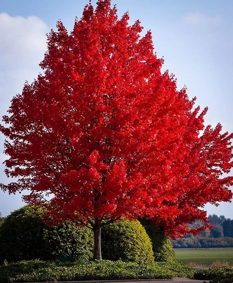 Red Maple