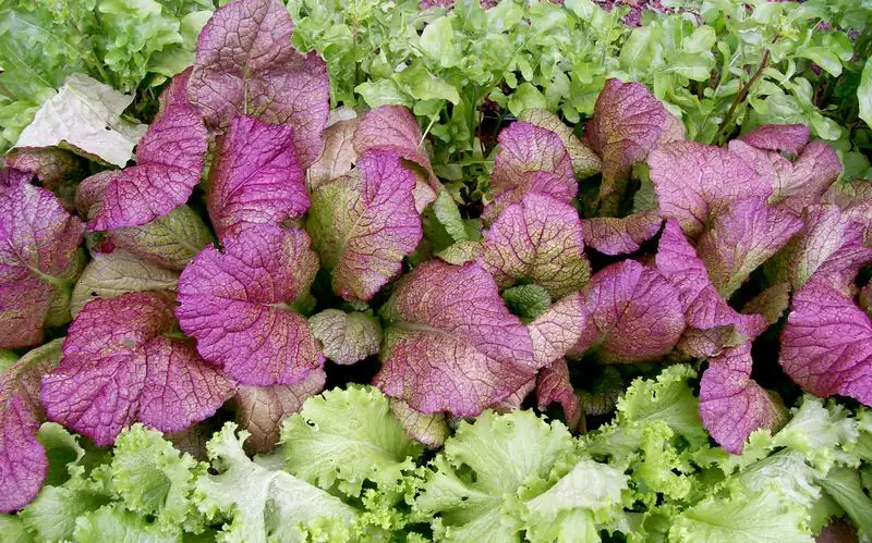 Red Mustard Greens