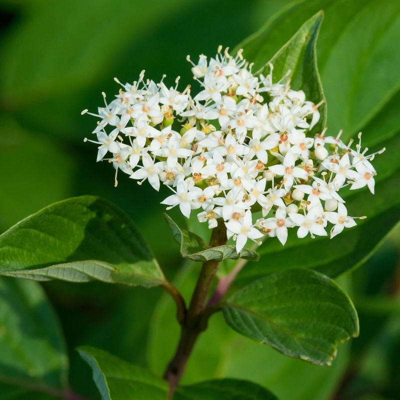 Red Osier Dogwood (Cornus sericea)