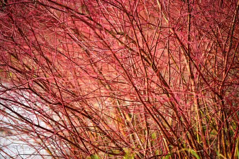 Red-Twig Dogwood
