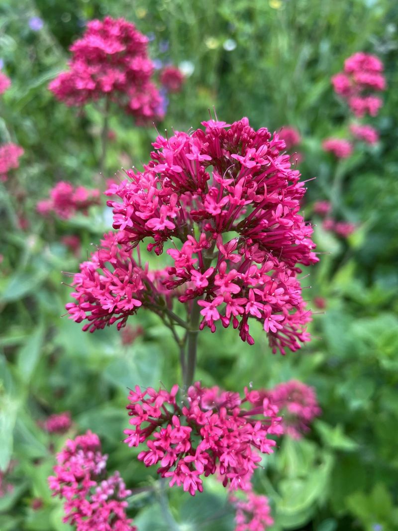 Red Valerian