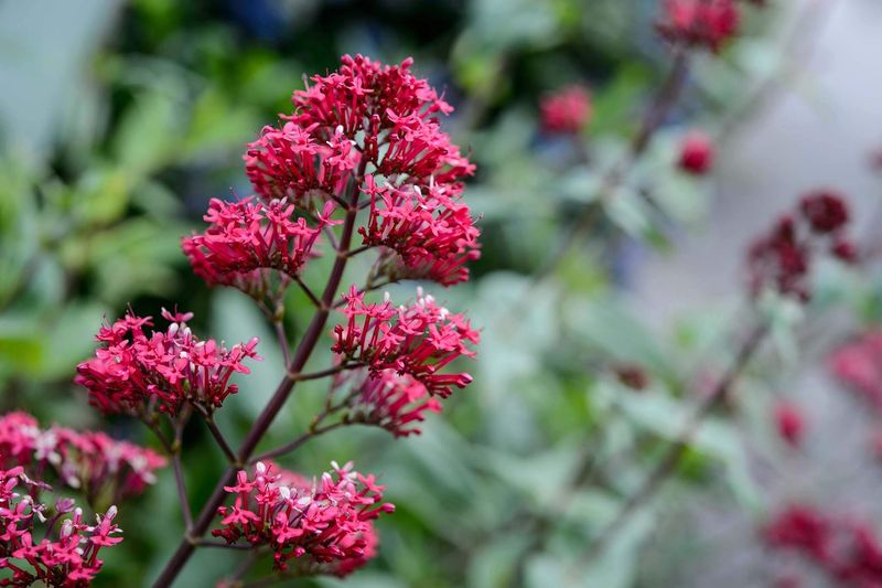 Red Valerian