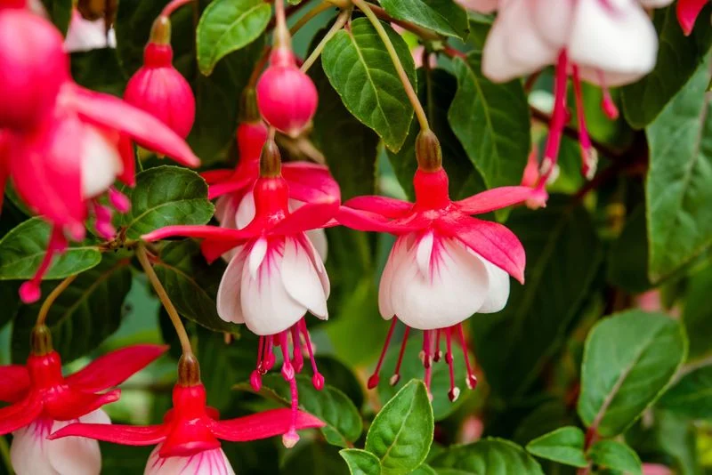 Red Velvet Fuchsia
