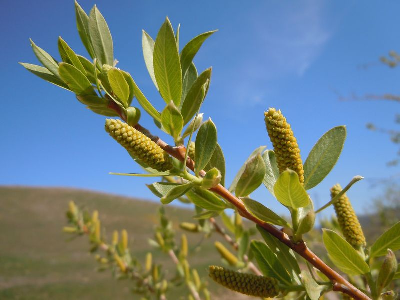 Red Willow