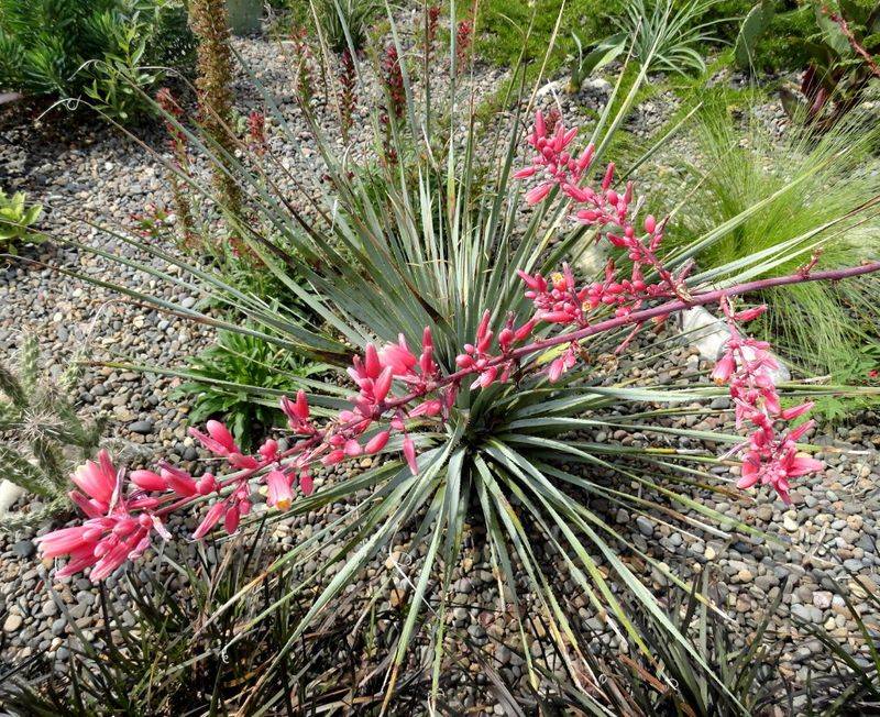 Red Yucca