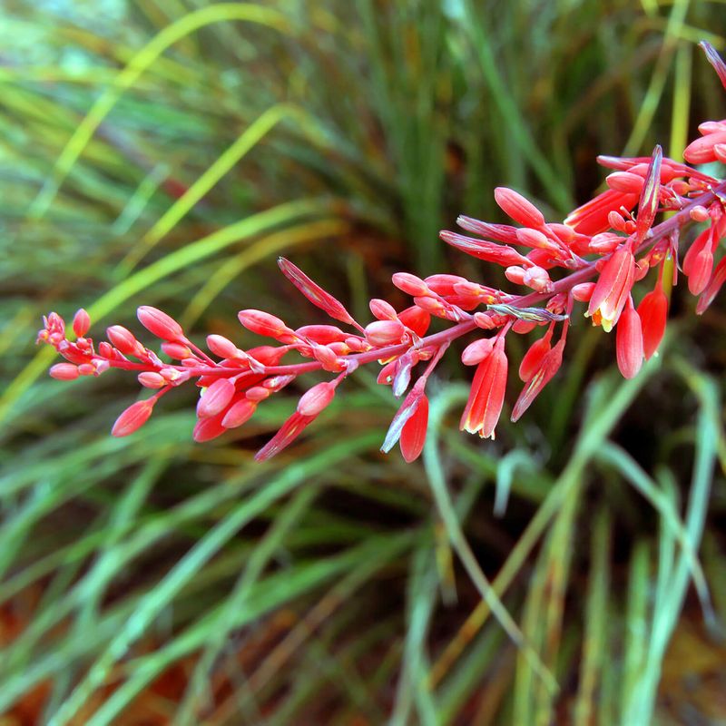 Red Yucca