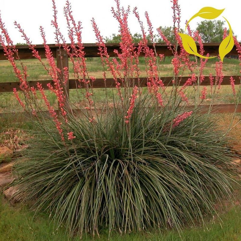 Red Yucca