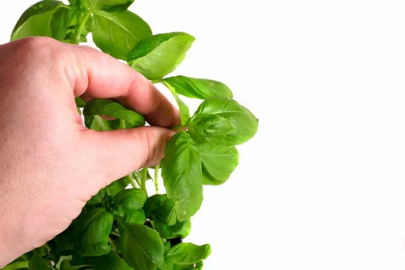 Remove Flower Buds Immediately