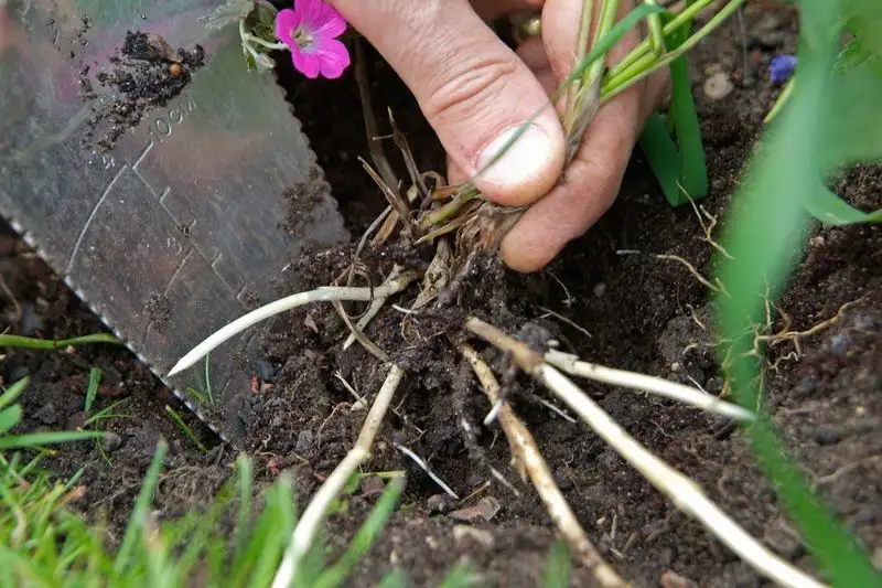 Remove Unwanted Weeds