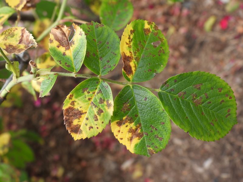 Removing Infected Leaves