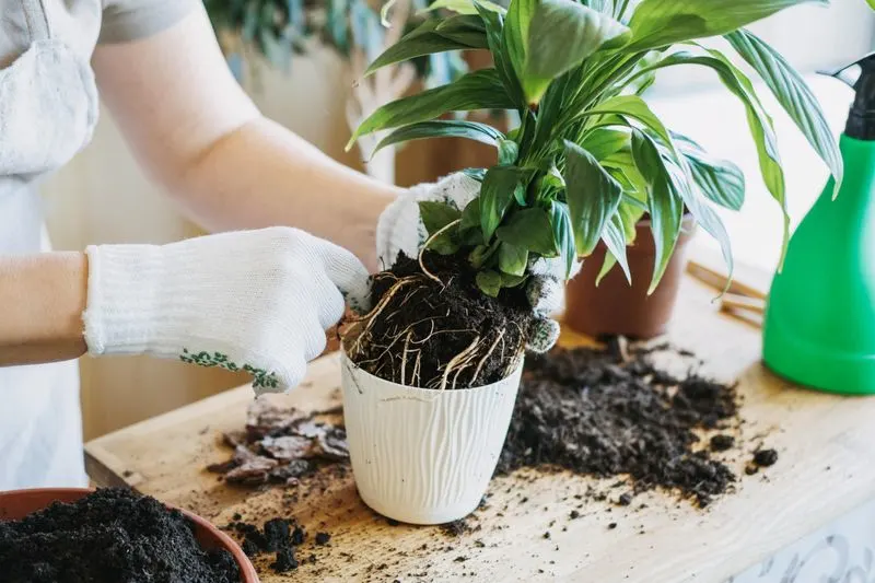 Repotting Needs