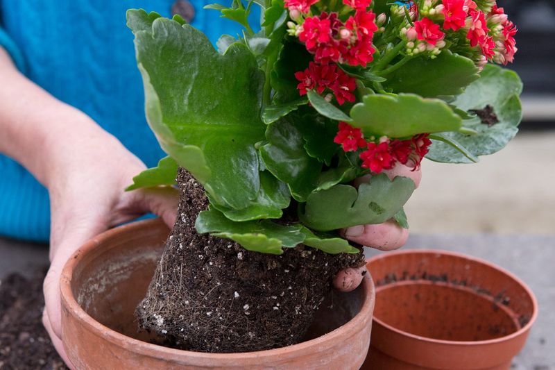 Repotting Techniques