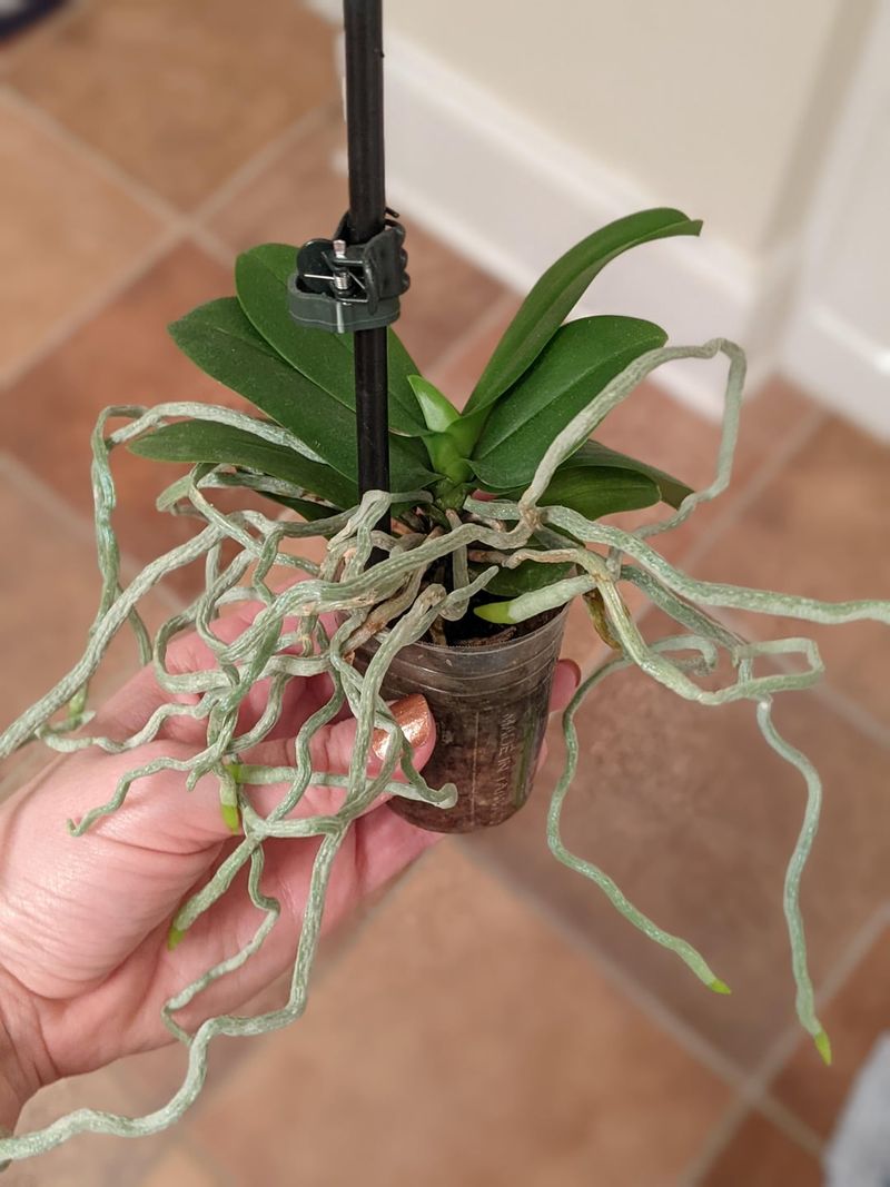 Repotting Tips