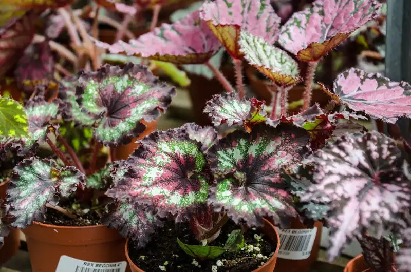 Rex Begonia