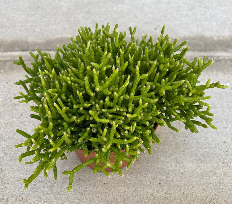 Rhipsalis