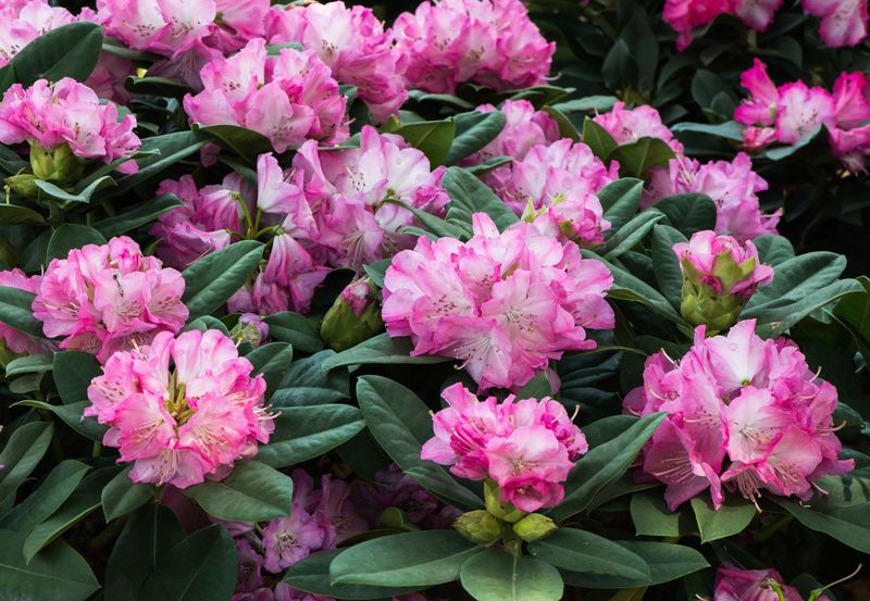 Rhododendron