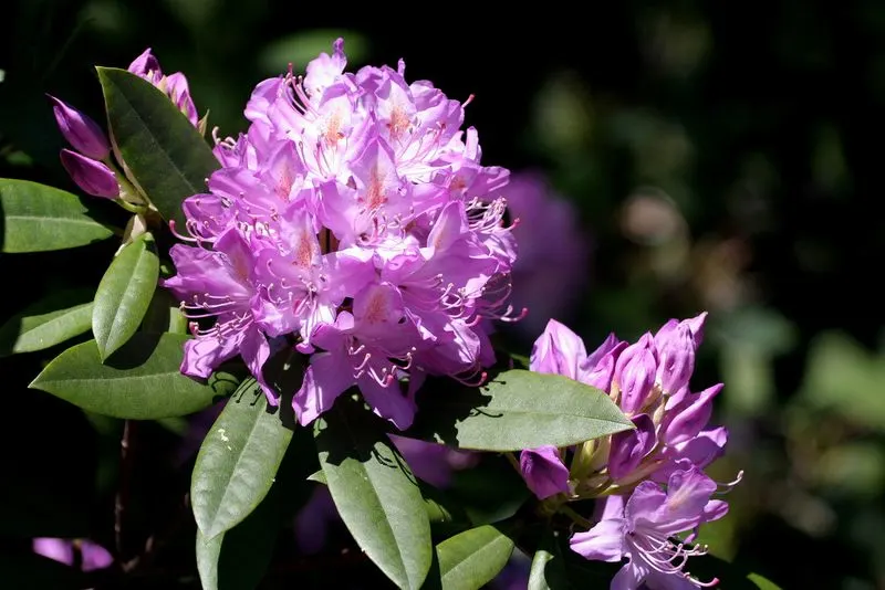 Rhododendron