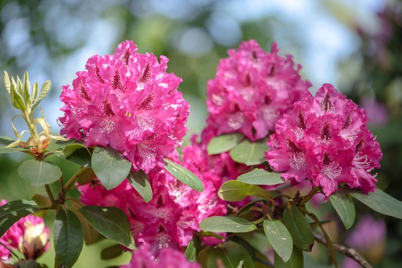 Rhododendrons