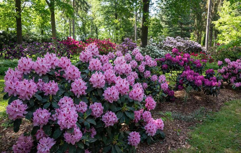 Rhododendrons