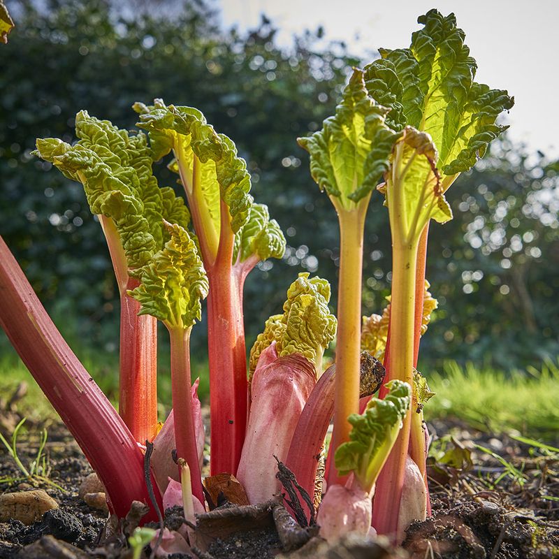 Rhubarb